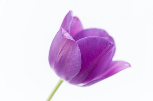 Purple Tulip Flower