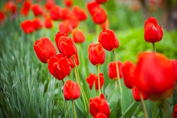 Red Tulips Image