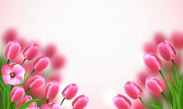 Beautiful Pink Tulips