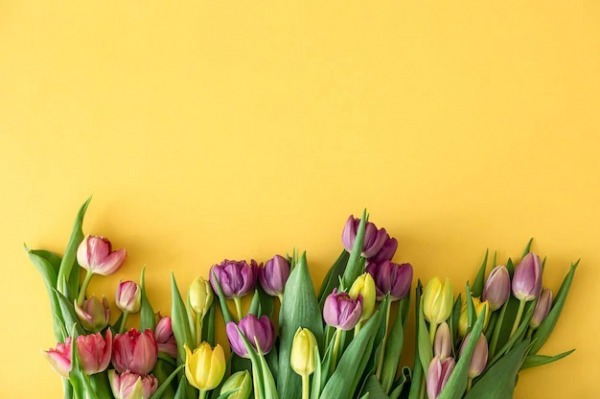 Beautiful Tulip Wallpaper