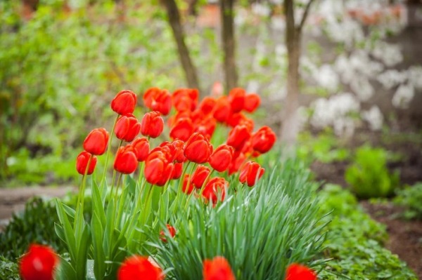 Red Tulip Flowers