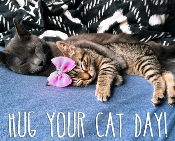 Hug Your Cat Day