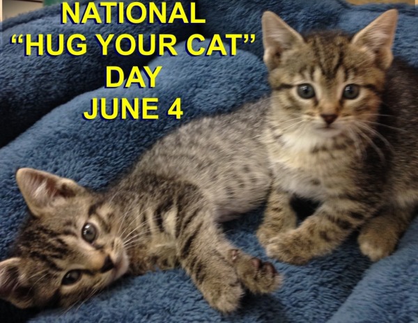 June 4, Hug Your Cat Day