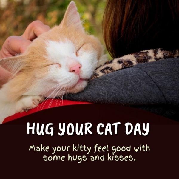 Make Your Kitty Feel Good