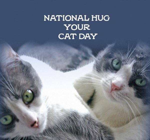 Hug Your Cat Day Pic