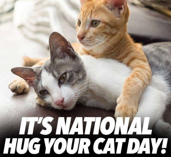 It’s National Hug Your Cat Day