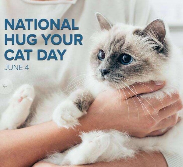National Hug Your Cat Day, 4th June