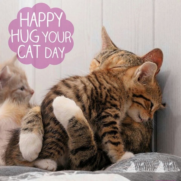 International Hug Your Cat Day