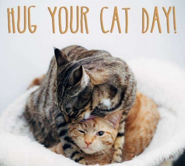 Hug Your Cat Day