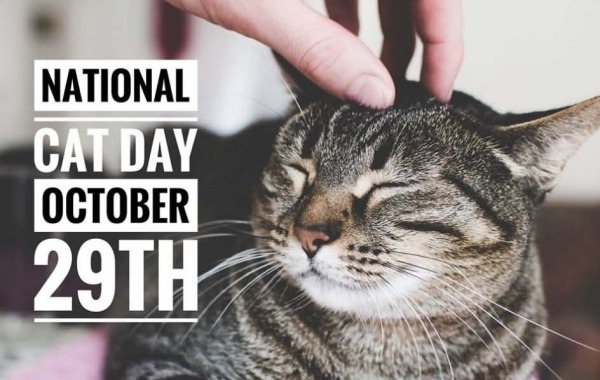29th Oct, National Cat Day