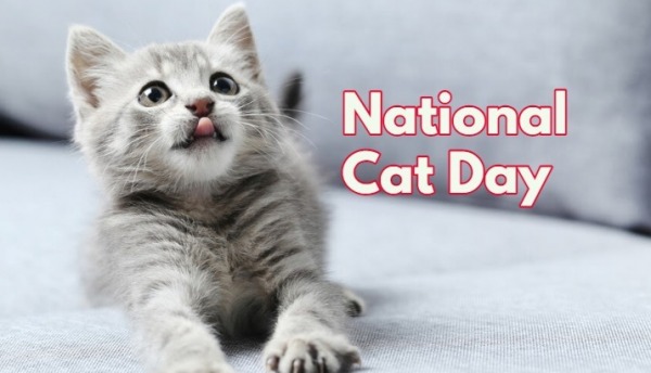 Best Image For National Cat Day