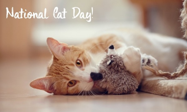 National Cat Day Image