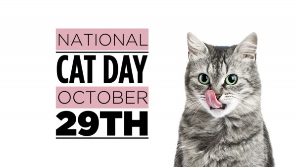 National Cat Day, 29th Oct