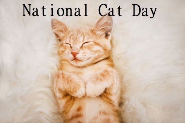 National Cat Day Photo