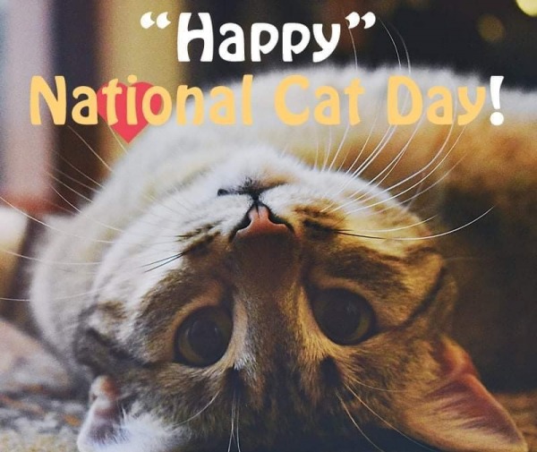 Happy Cat Day To All