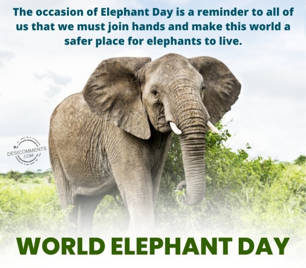 The Occasion Of Elephant Day Is