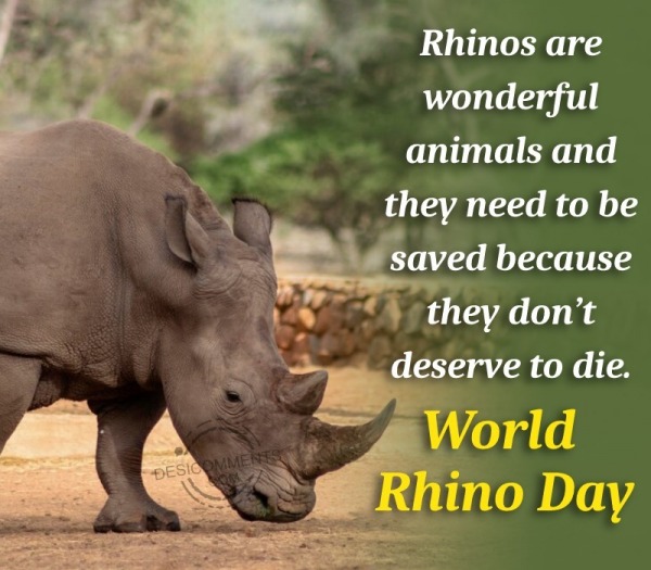 Rhinos Are Wonderful Animals