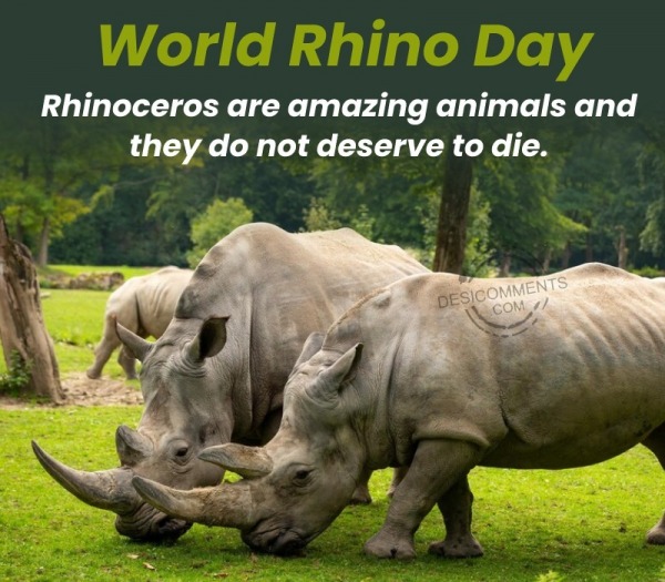 Rhinoceros Are Amazing Animals