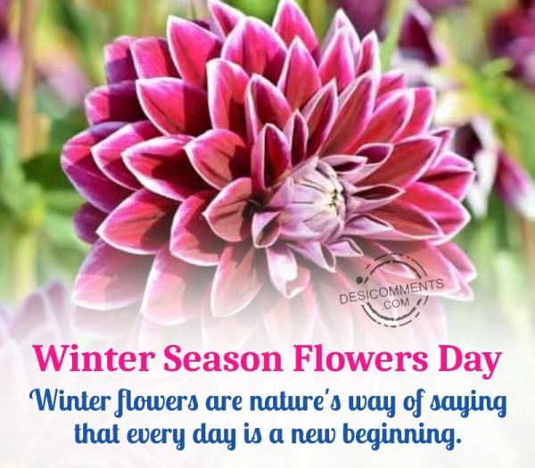 Happy Winter Flowers Day Picture