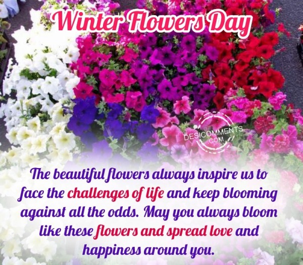 Winter Flowers Day Photo