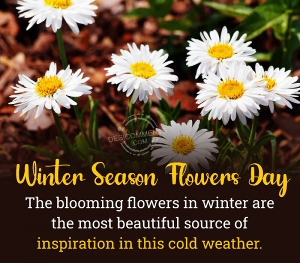 Winter Flowers Day Status Pic