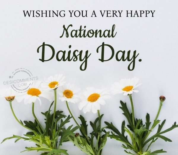 Happy National Daisy Day