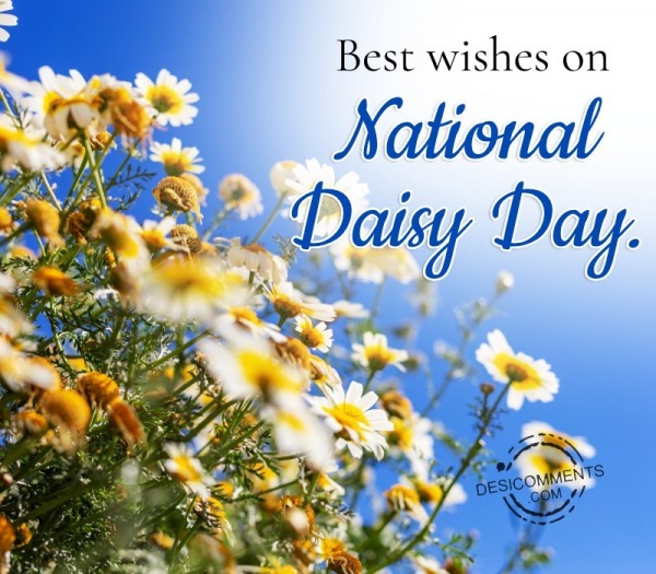 Best Wishes On National Daisy Day