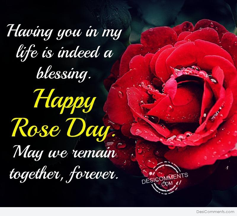 220+ Rose Day Images, Pictures, Photos