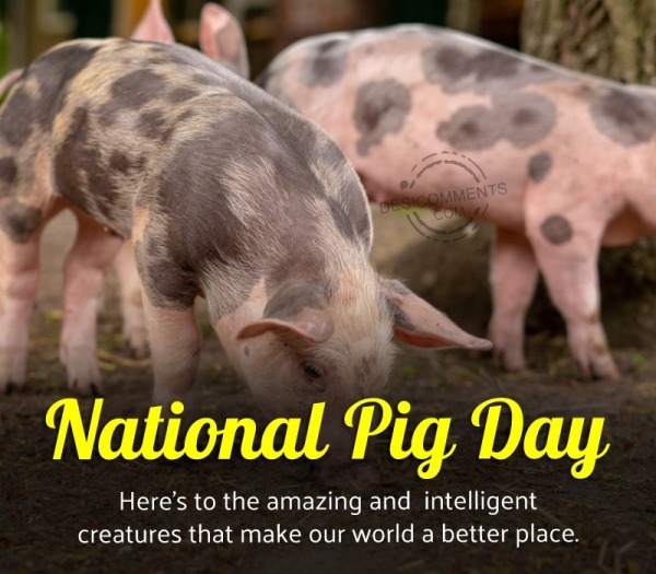 National Pig Day. Here’s To The Amazing And