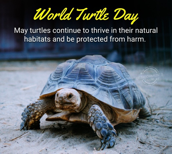 May Turtles Continue To Thrive