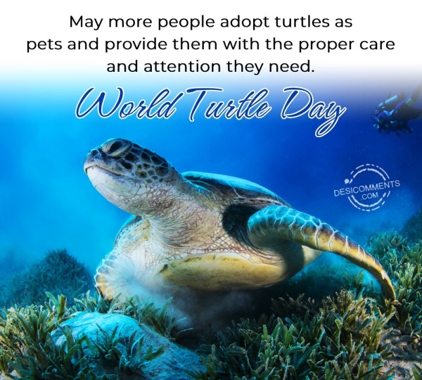 May More People Adopt Turtles