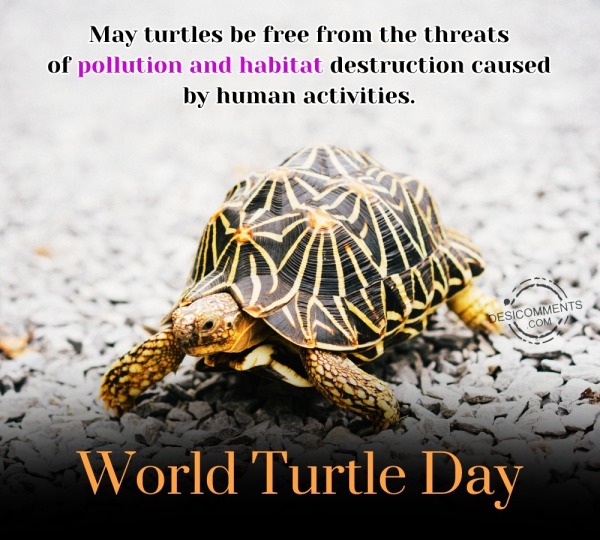 May Turtles Be Free From The Threats
