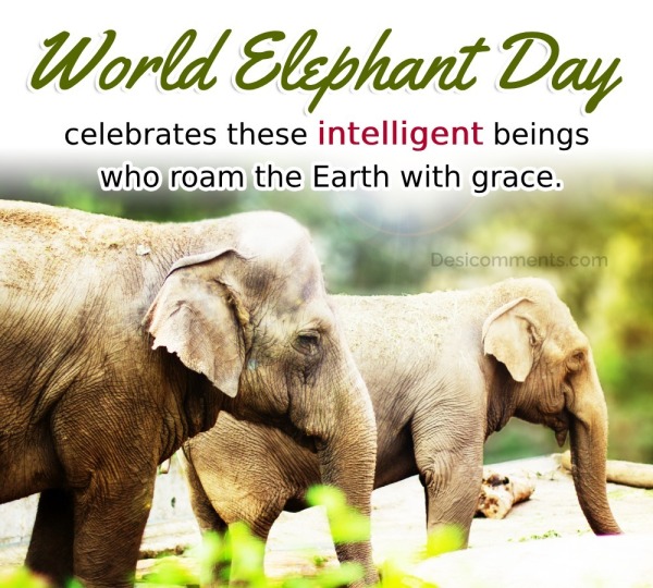 World Elephant Day Celebrates These Intelligent
