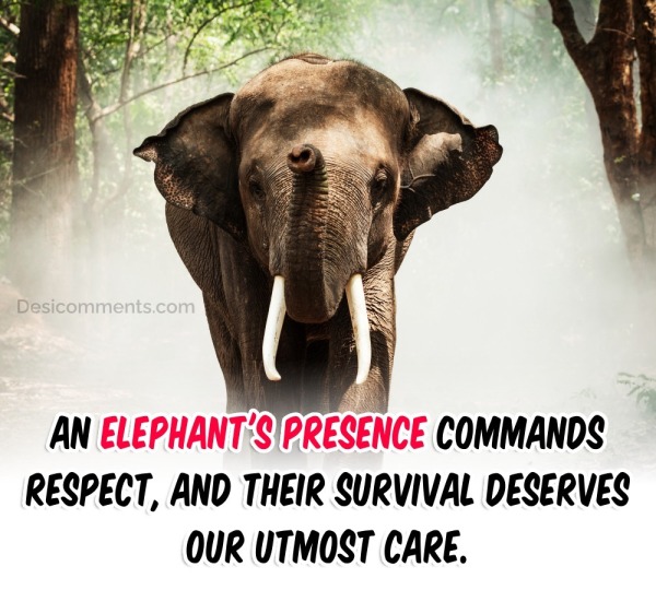 An Elephant’s Presence Commands Respect