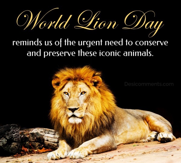 World Lion Day Reminds Us Of The Urgent Need To Conserve