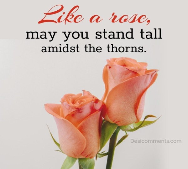 Like A Rose, May You Stand Tall Amidst The Thorns