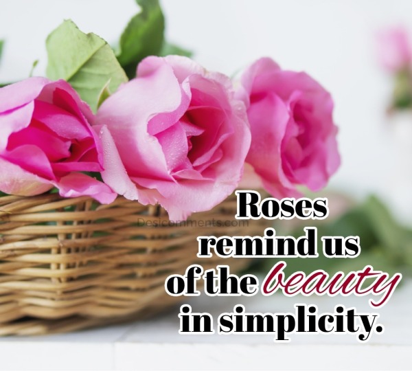 Roses Remind Us Of The Beauty In Simplicity