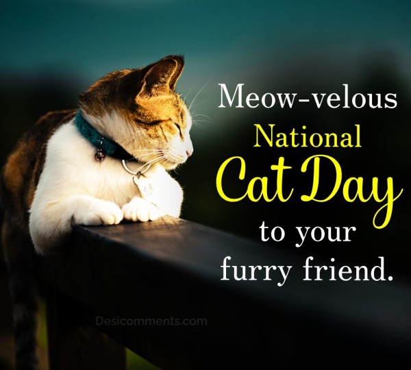 Meow-velous National Cat Day