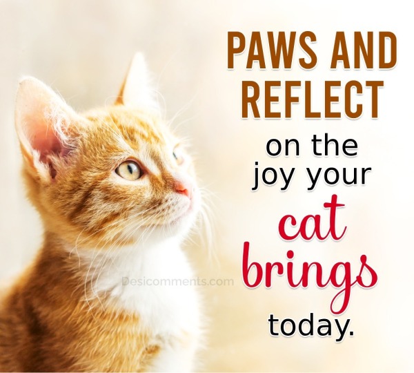 Paws And Reflect On The Joy Your Cat