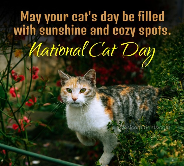 May Your Cat's Day Be Filled With Sunshine