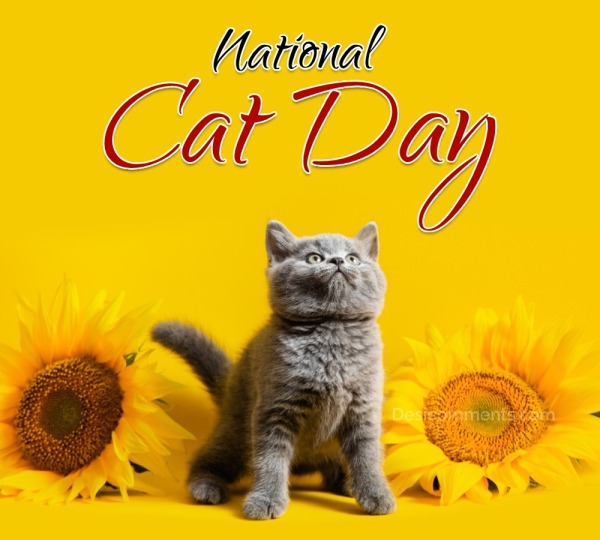 National Cat Day Image