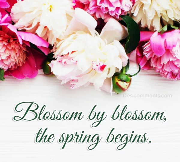 Blossom By Blossom, The Spring Begins