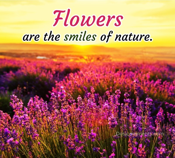 Flowers are the smiles of nature