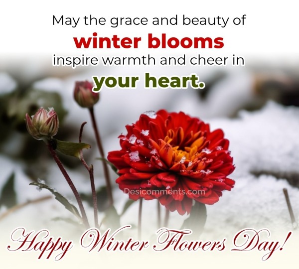 Winter Flowers Day Pic