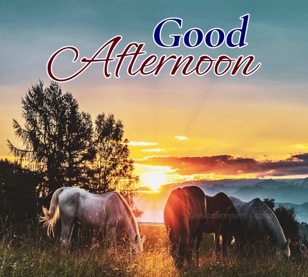 Good Afternoon Horse Pic