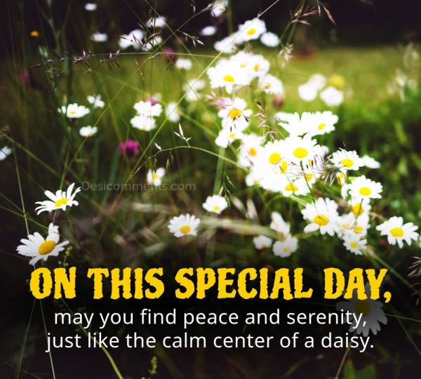 May You Find Peace And Serenity, Just Like The Calm Of A Daisy.