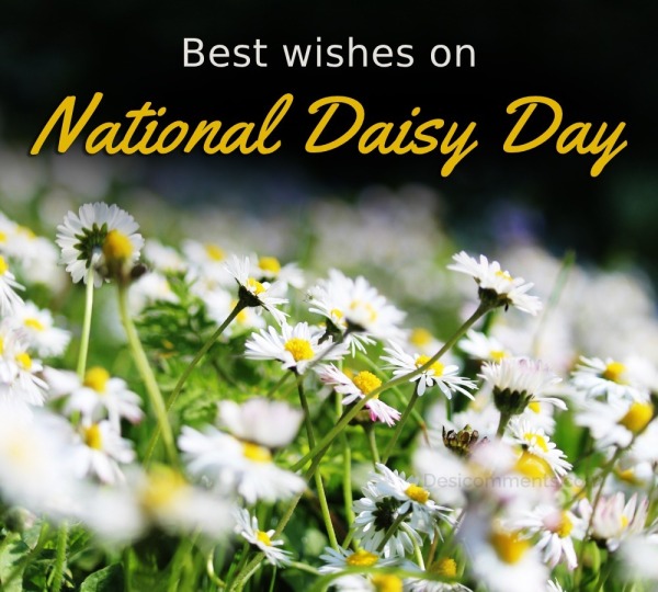 Best Wishes On National Daisy Day