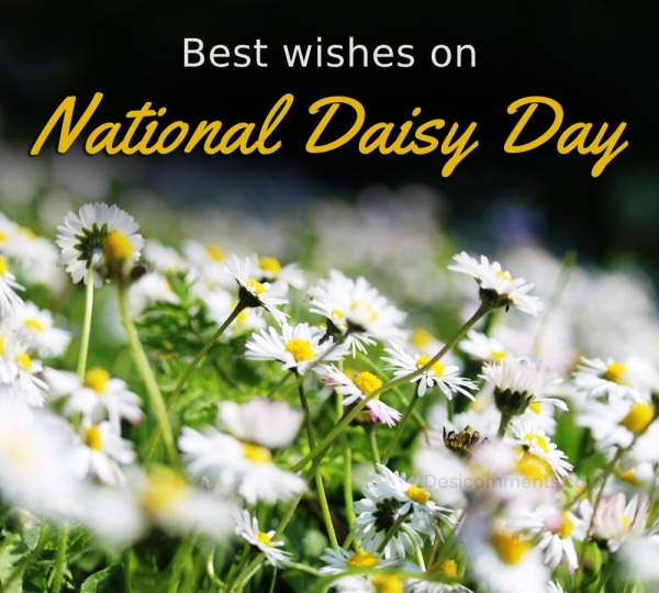 Daisy Day Photo
