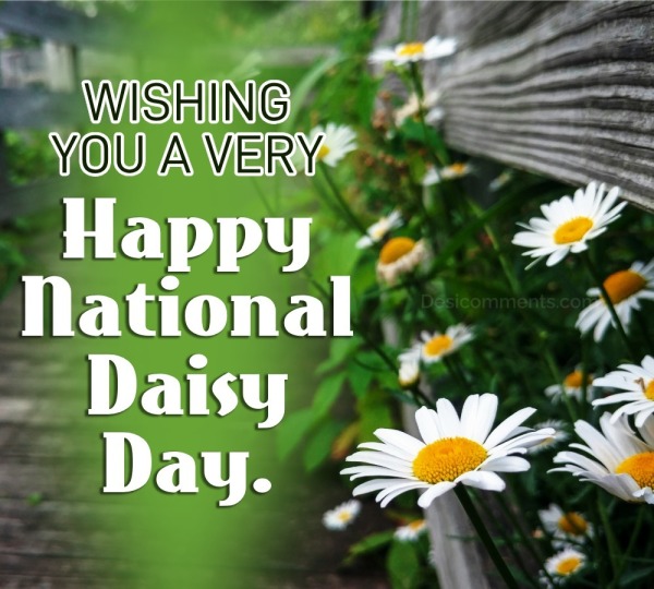 Wishing You A Very Happy National Daisy Day Picture
