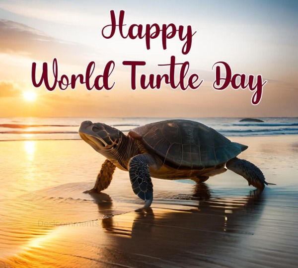 World Turtle Day Picture